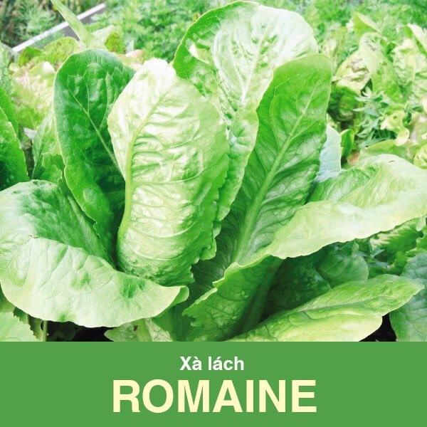 Xà lách Romaine
