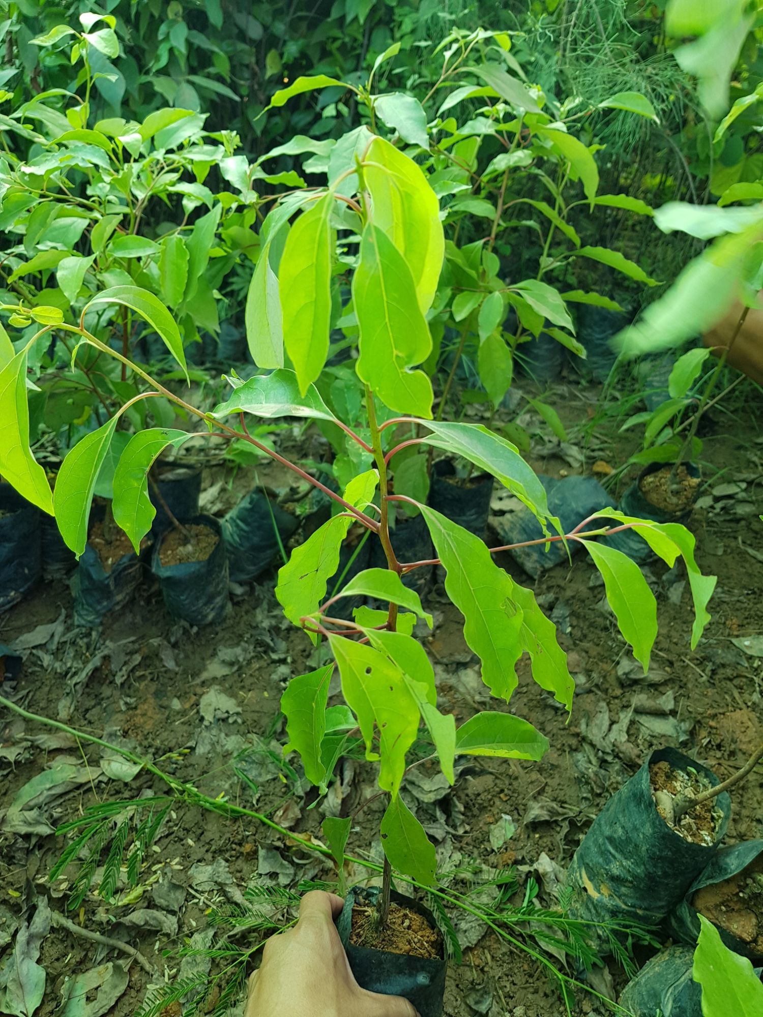 cây giống long não (chuẩn giống chất)