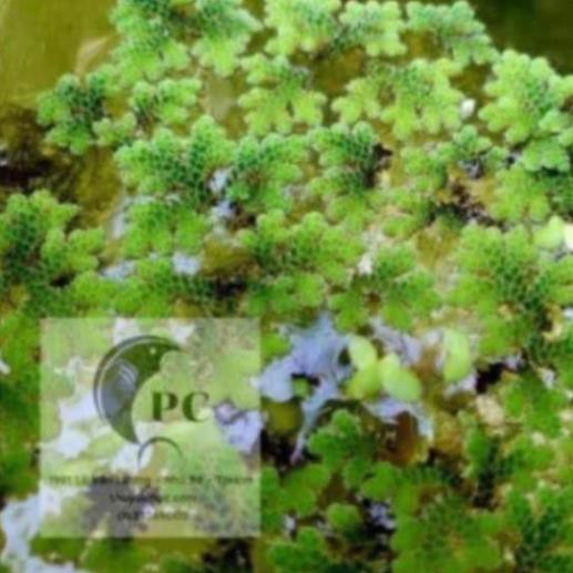 Bèo Hoa Dâu, bèo mini trang trí bể thủy sinh, cá tép cảnh