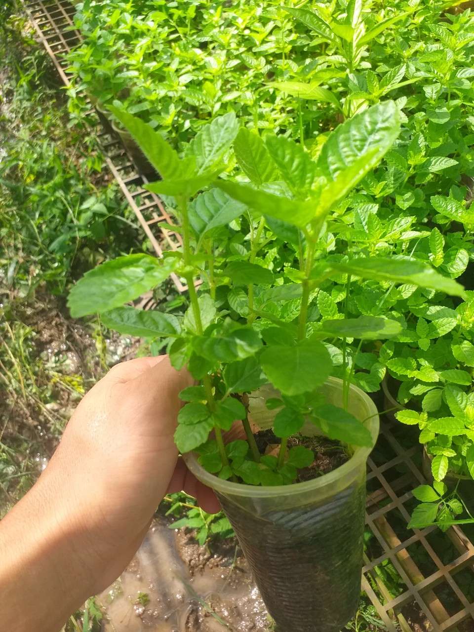 Cây sương sáo, làm thạch sương sáo, thạch đen