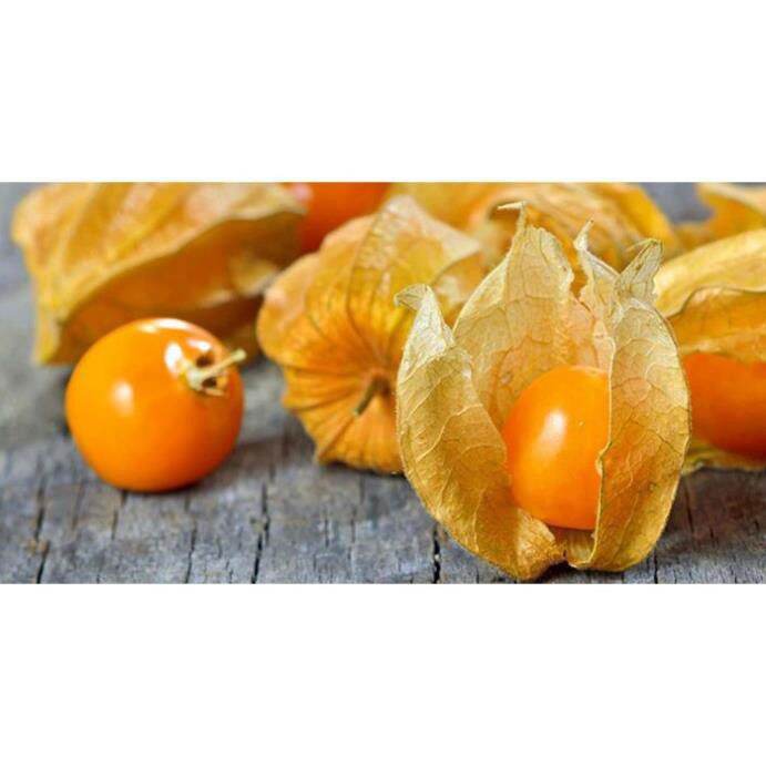 500gr cây tầm bóp khô (cây thù lù,lồng đèn)