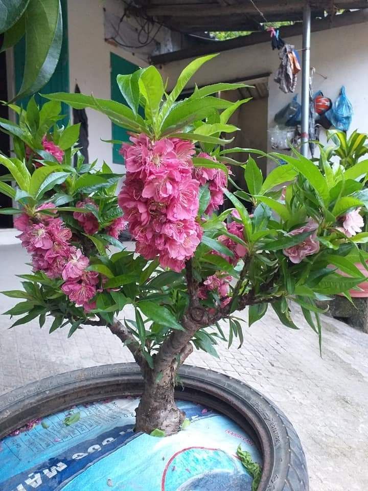 (Mới) Đào thất thốn Lạng Sơn dòng cánh sen