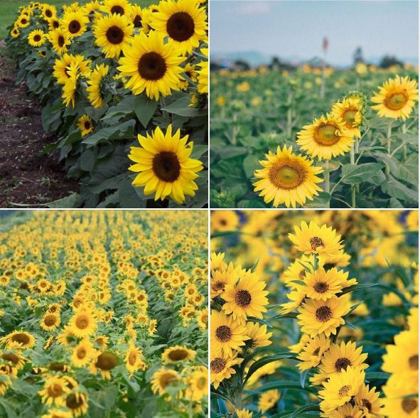 Hạt giống hoa hướng dương hoa vàng cắt cành - ( 30 hat/gói )