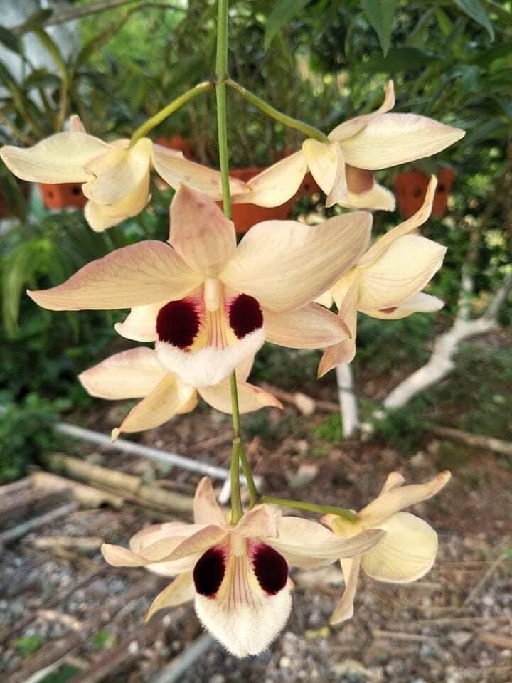 Hoa Lan hoàng thảo Thái bình(khóm 60cm trở lên) qq