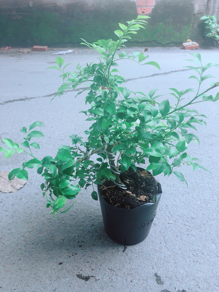 Cây Nguyệt Quế Bonsai