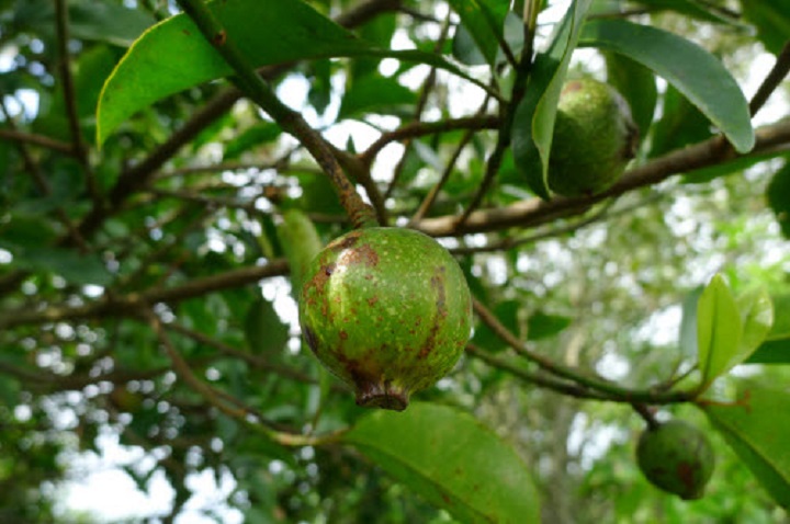 CÂY GIỐNG CÂY QUẢ DỌC NẤU CANH CHUA