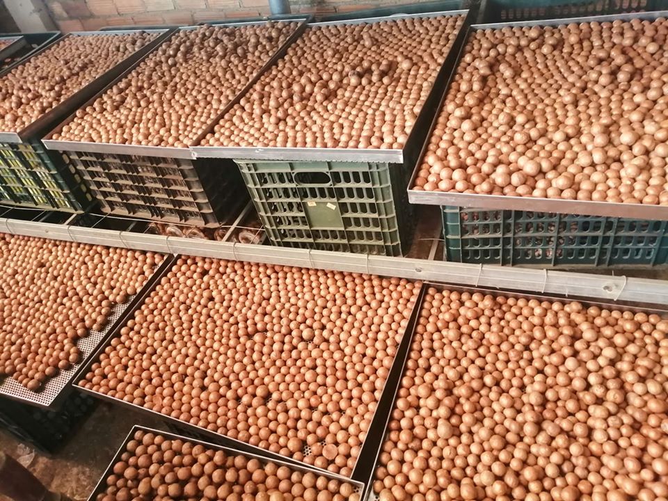 1kg hạt mắc ca cao cấp (có khui sẵn) - đảm bảo không hôi dầu ( 2 bịch mắc ca 500gr)