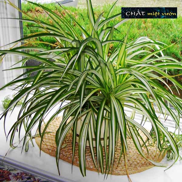 Cỏ mẫu tử giống - cỏ lan chi giống (viền xanh gân trắng)