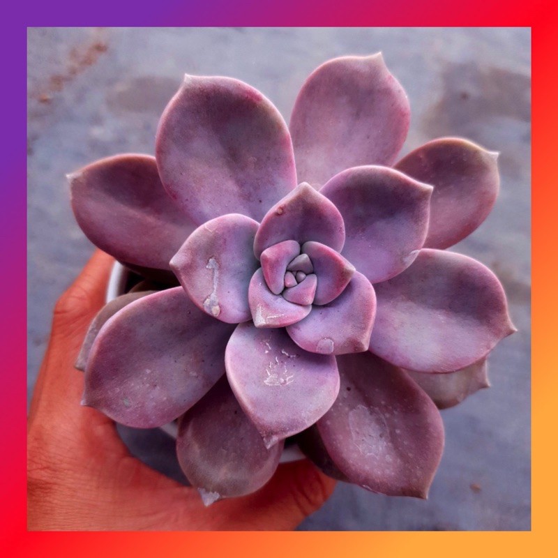 SEN ĐÁ HỒNG MẬP SIZE TRUNG BÌNH KHOẺ ĐẸP LỖI 1 ĐỔI 1