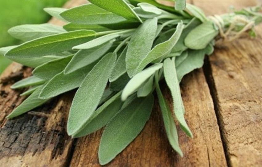 Hạt Giống Xô Thơm Sage