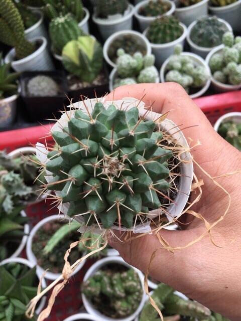 [HCM]Xương Rồng Gai Sầu Riêng