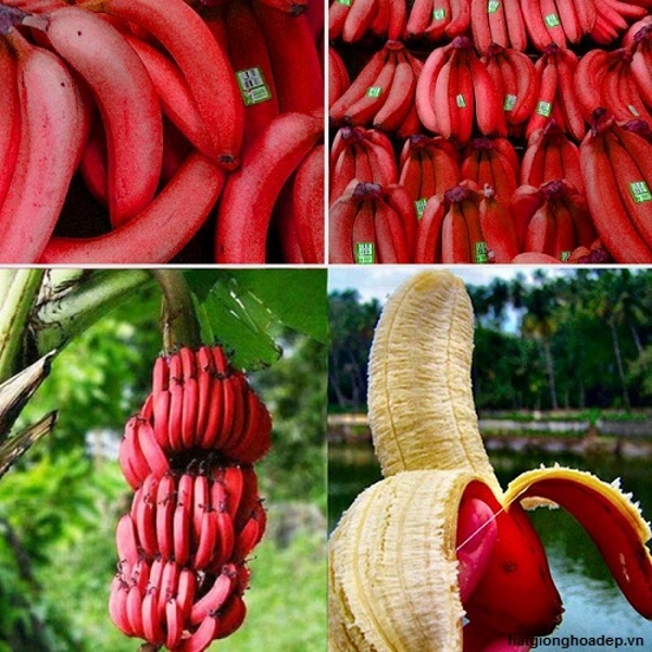 Cây giống CHUỐI ĐỎ - hàng cây giống CHUẨN F1 - Qủa đẹp siêu ngon cam kết chất lượng
