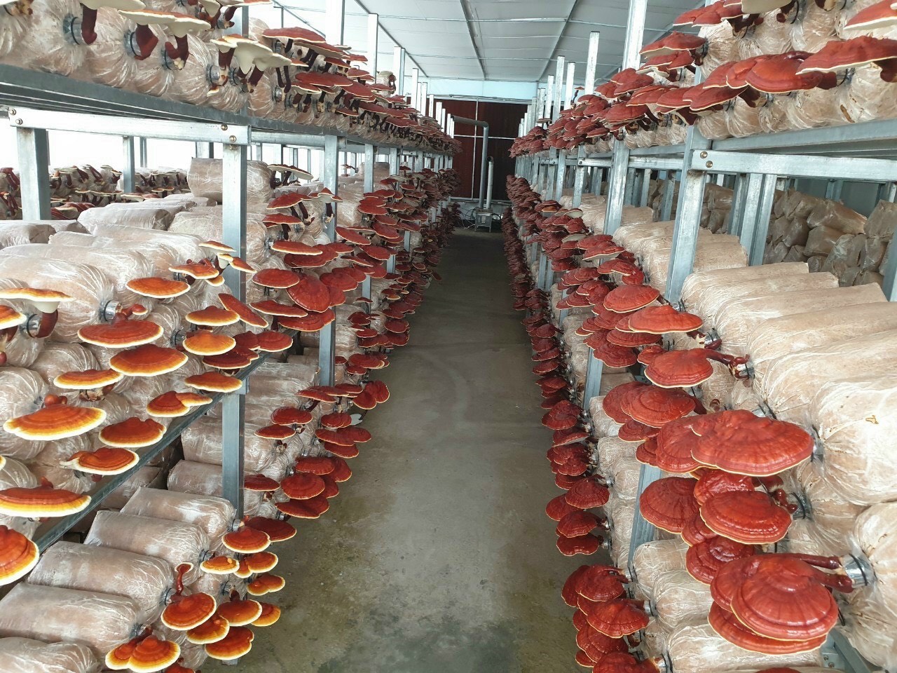 Nấm Linh chi 200g sấy hút chân không (Reishi mushroom)