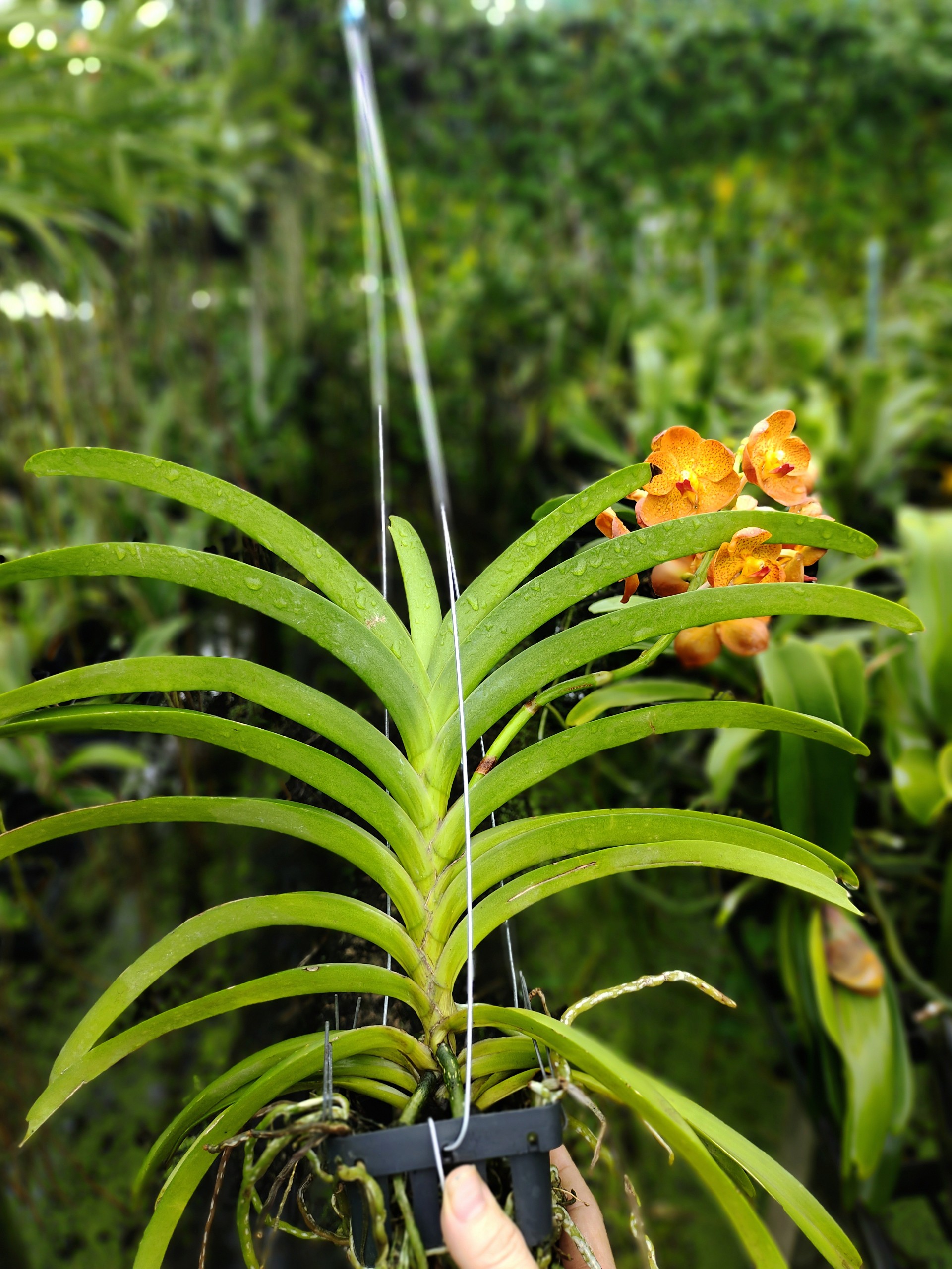 Vanda Cam (Hoả Hoàng Cam) Cây Trưởng Thành Giá Rẻ