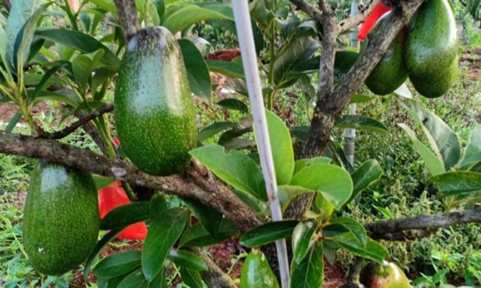 CÂY GIỐNG BƠ LÙN THANH SƠN [ TRỒNG CHẬU ĐƯỢC ]