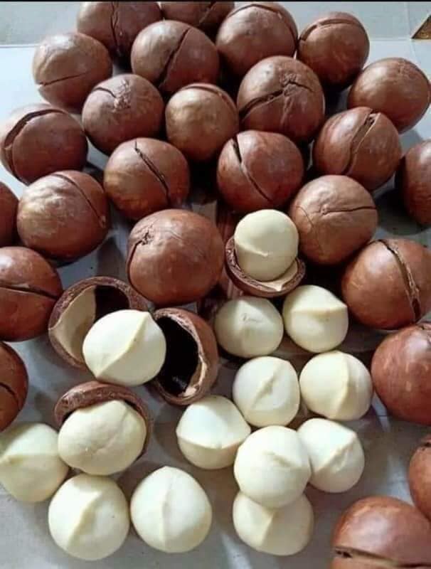 Hạt Măc Ca Đăk Lăk lon 500g