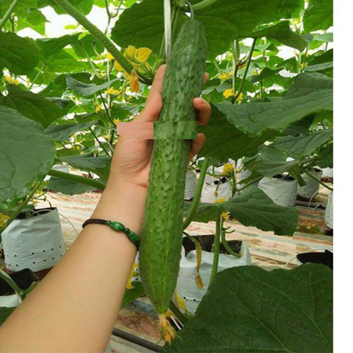 Hạt giống dưa chuột dài nhật 20 hạt