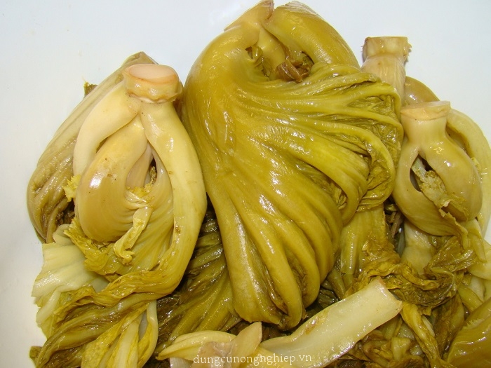 Hạt giống Cải Muối Dưa (Cải Tòa Sại) 20gr