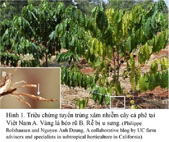 Chế phẩm sinh học diệt sâu và côn trùng gây hại Meta - nấm xanh (có bổ sung nấm tricho, vi khuẩn BT) Metarhizium anisopliae