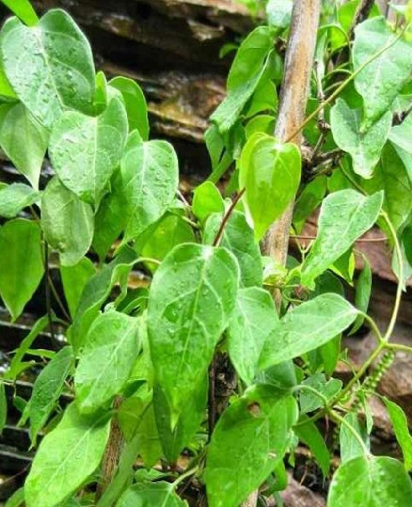 Hạt Giống lá giang