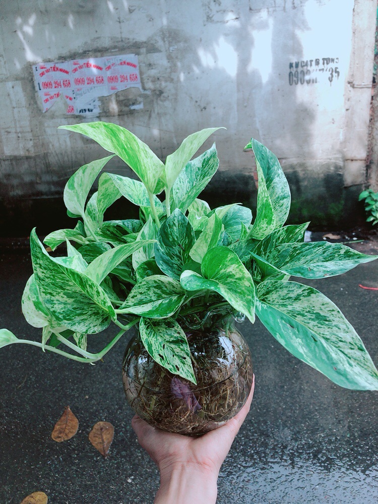 Chậu Trầu Bà Sữa Trồng Thuỷ Sinh