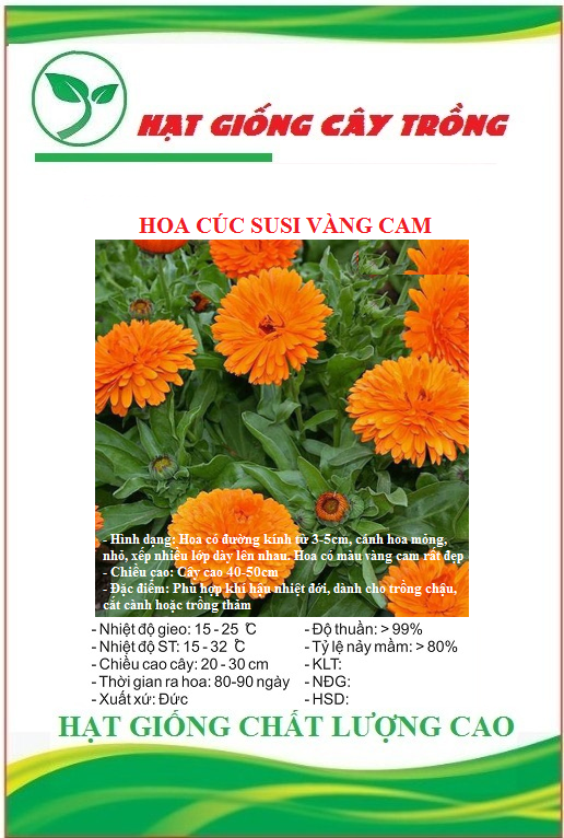 Hạt giống hoa cúc susi vàng cam ct418 - gói 50 hạt