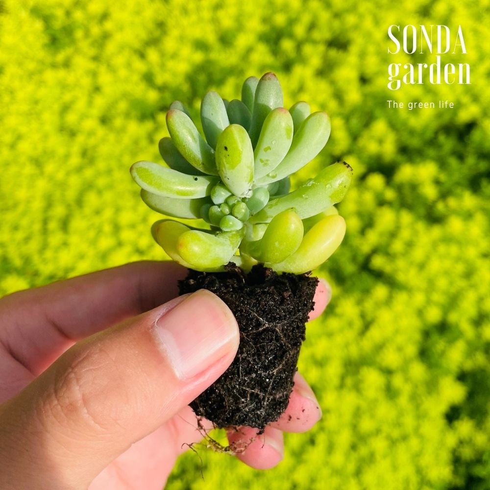SEN ĐÁ THẠCH NGỌC MĨ SIZE MINI SIÊU KHOẺ LỖI 1 ĐỔI 1
