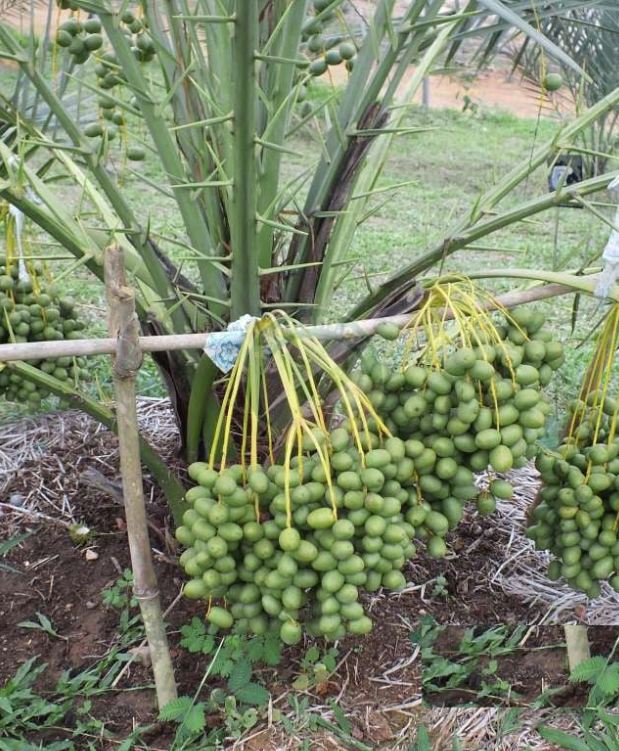 "Gói 10 "Hạt giống cây chà là Israel [Seeds]