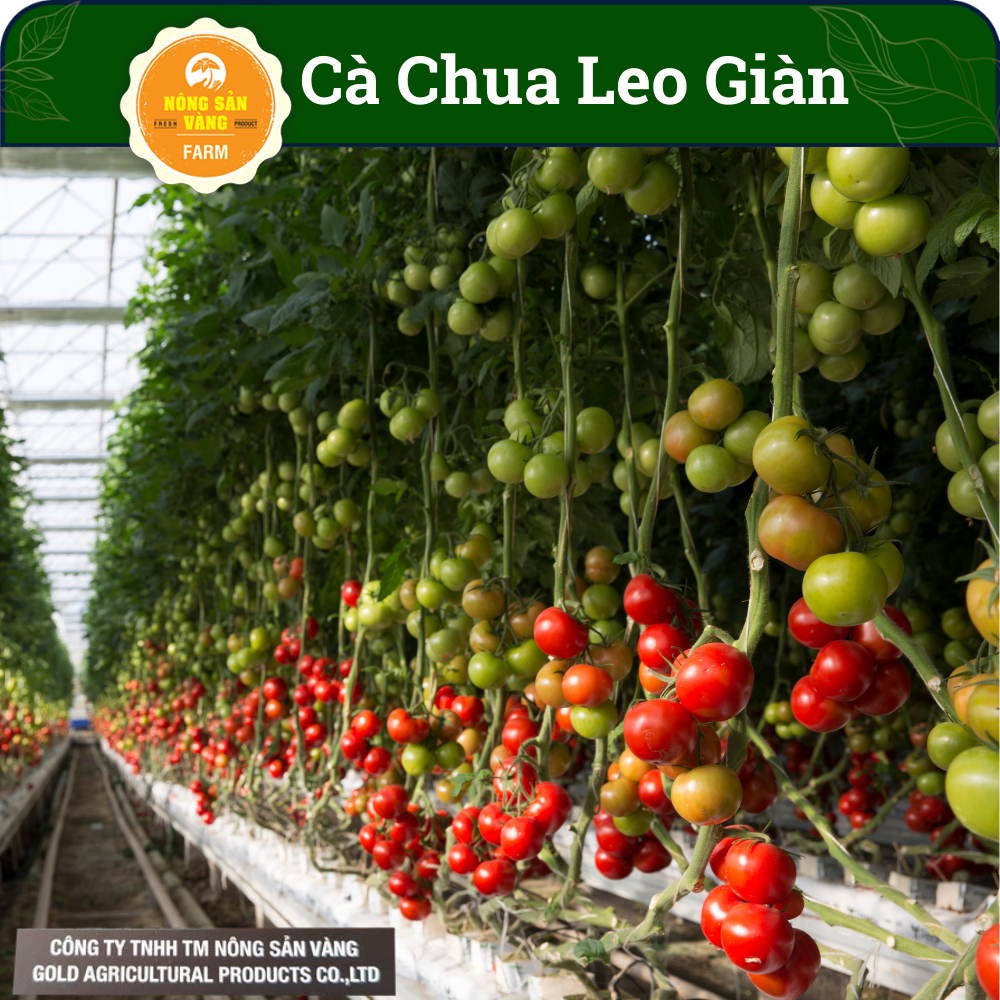 Hạt giống Cà Chua Leo Giàn, Năng Suất Cao( Gói 20 Hạt ) - Nông Sản Vàng