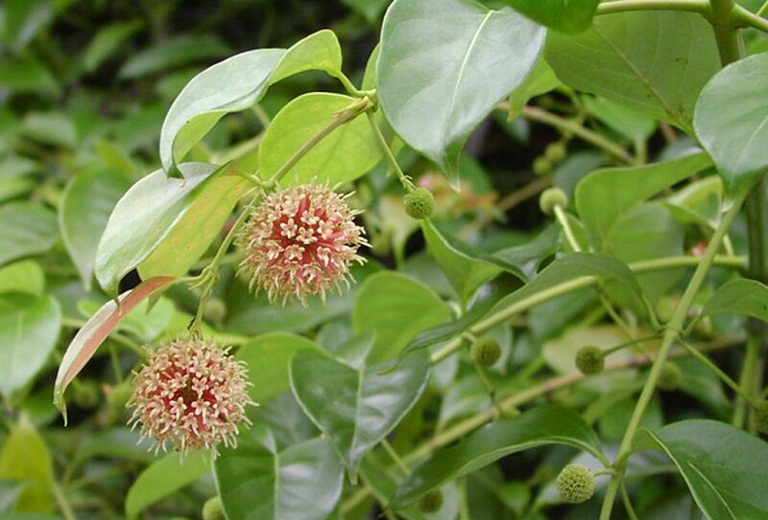 Cây Câu Đằng khô 500g GT329