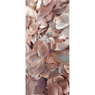 Hạt giống xà cừ