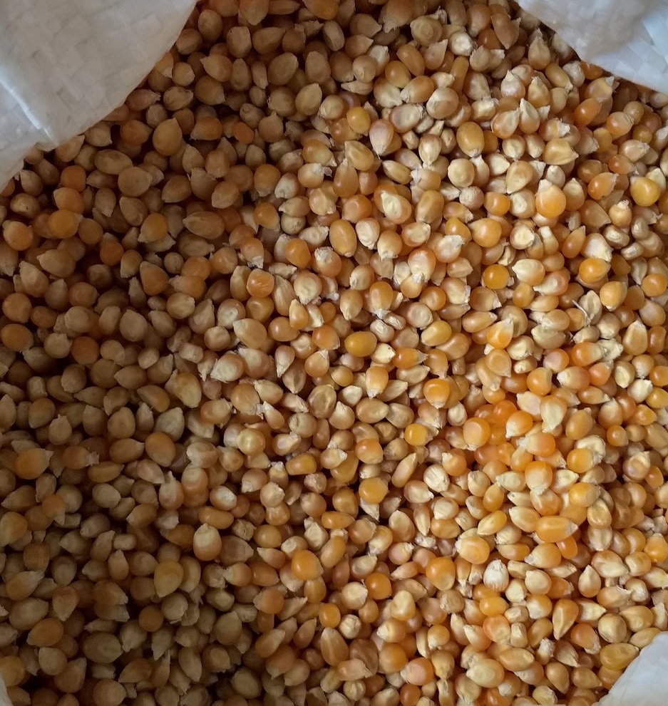 500G NGÔ MỸ NỔ BẮP RANG BƠ ( HẠT CHƯA CHẾ BIẾN)