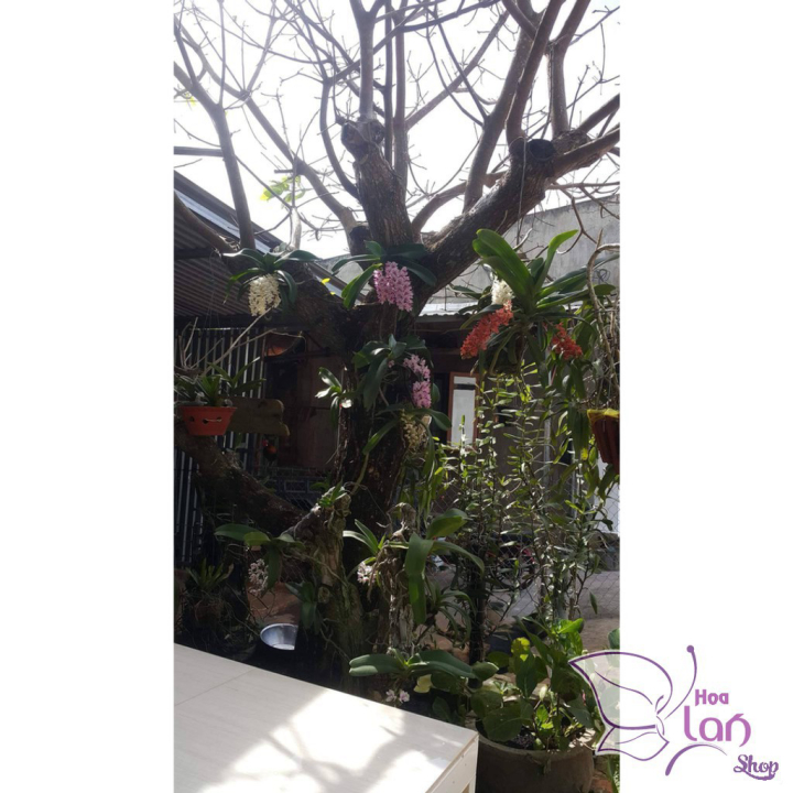 Lan Đai Châu *☘️ FREESHIP ☘️* ( Ngọc điểm ) Đủ Màu Mua 5 Tặng 1 [ Cây Giống ]