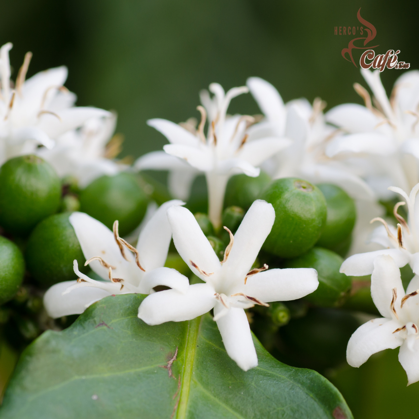 [FREE SHIP + TẶNG 2 PHIN GIẤY] 500GR Cà phê MIX Robusta & Arabica (100% ROBUSTA & ARABICA) nhiều tỉ lệ - pha phin -pha máy