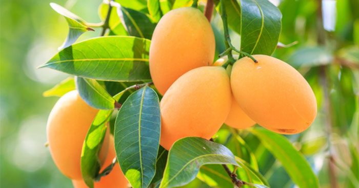 Cây giống Xoài Thanh Ca [ Giống ghép, cho trái sớm sau 18 tháng ] trồng chậu được.
