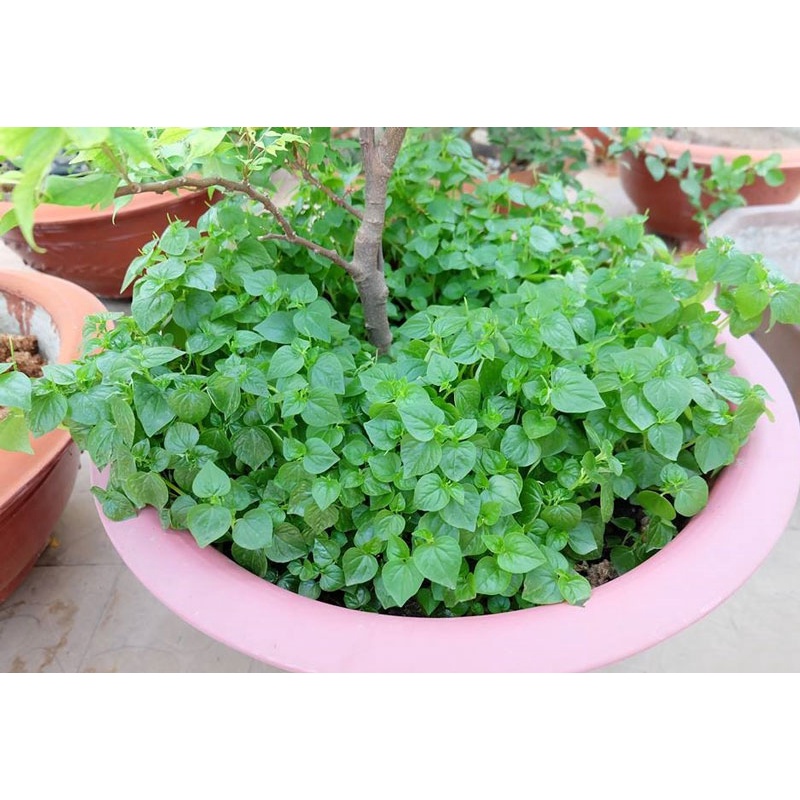 #Hạt giống rau càng cua 100 hạt