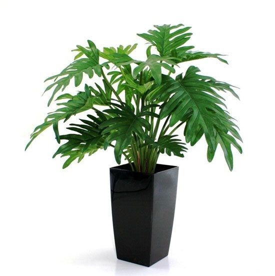 Cây giống Trầu Bà Chân Vịt - CayGiongTot