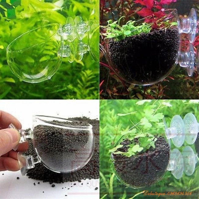 CỐC TRỒNG CÂY THỦY SINH (Chất Liệu Thủy Tinh)