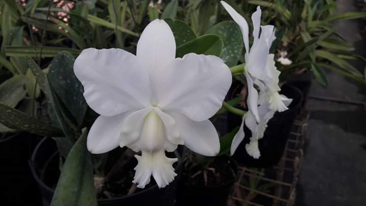 Cattleya trắng - hoa thơm
