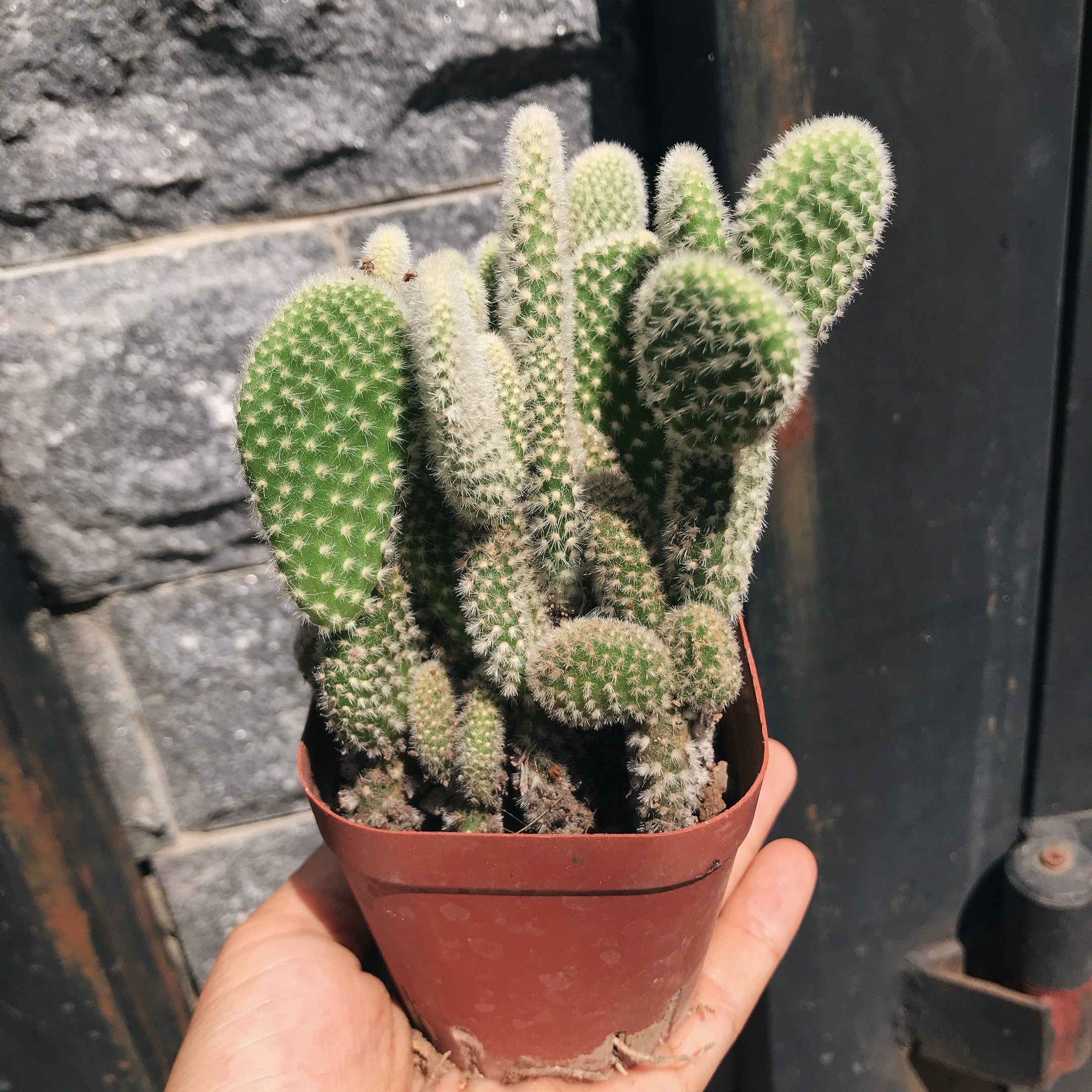 Xương rồng Thỏ trắng bụi