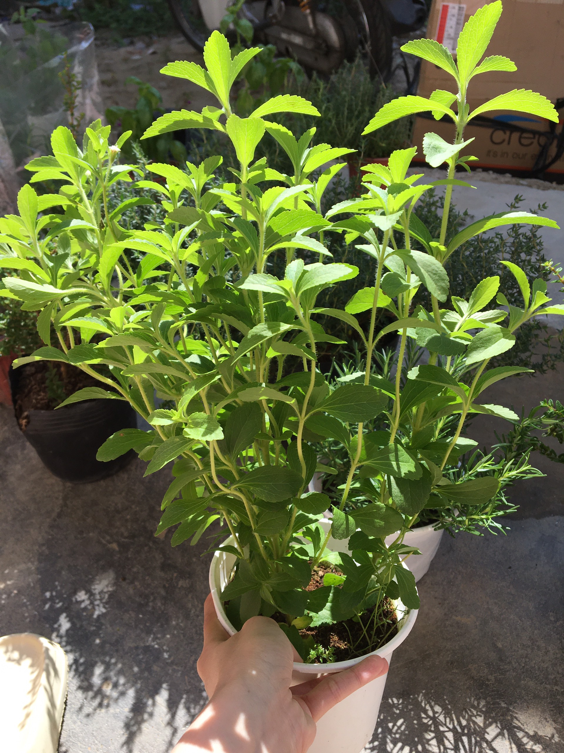 Stevia (Cây cỏ ngọt)