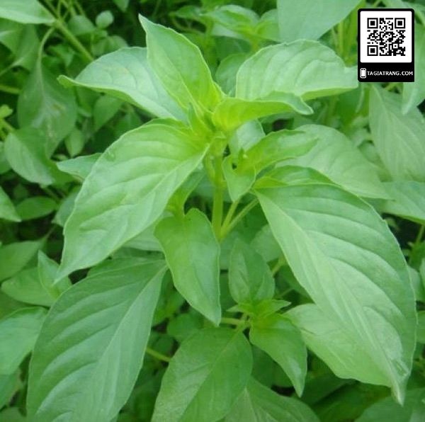 [HCM]Hạt giống lá é trắng (rau thơm sả)