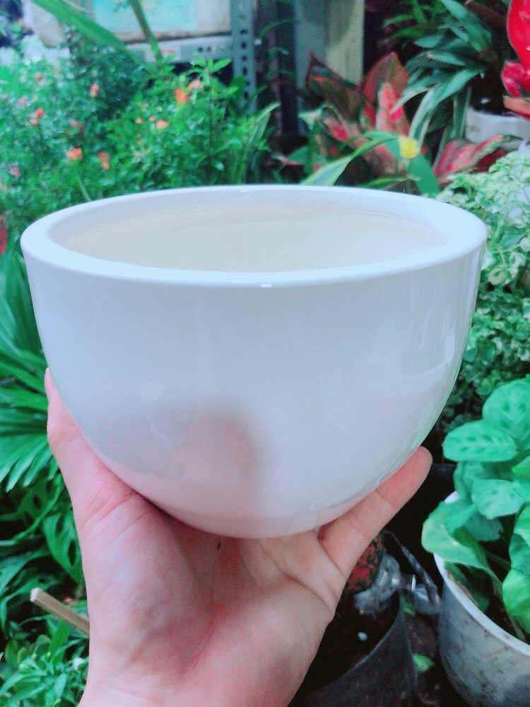 Chậu Sứ Trồng Cây 15cm