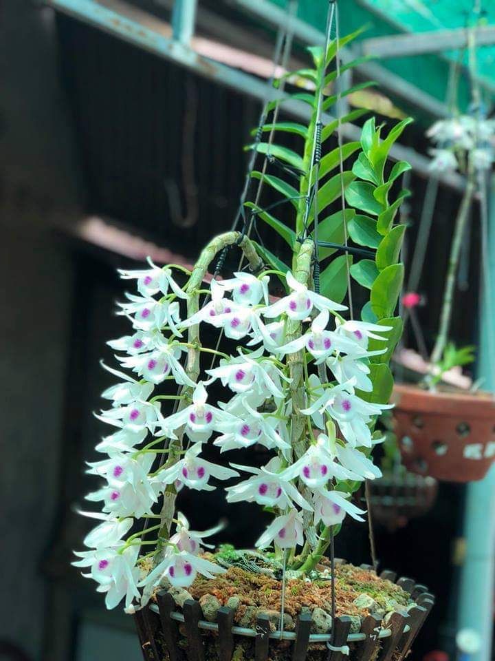 Kích kie duy xanh và đỏ