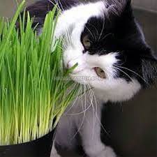 MA400 GÓI 100 Hạt Giống Cỏ Lúa Mì Đỏ Wheatgrass Cỏ Mèo