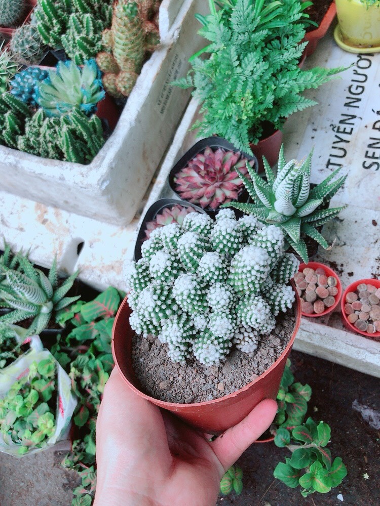 Xương Rồng Tuyết