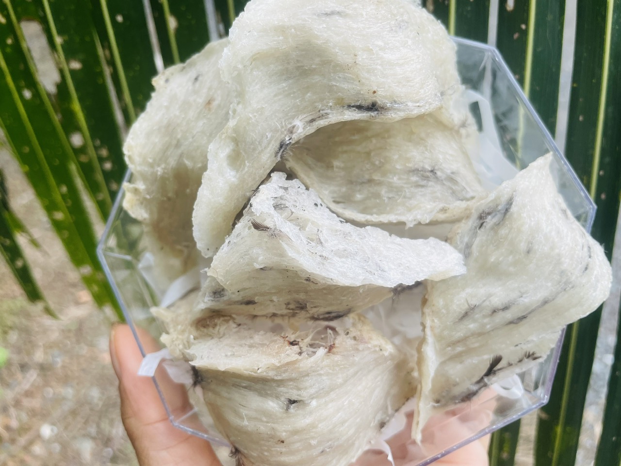 Tổ Yến thô nguyên chất