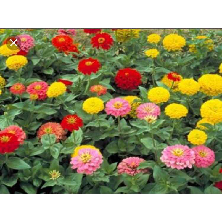 Keo bẫy ruồi Korea Fly Catch (5 miếng)