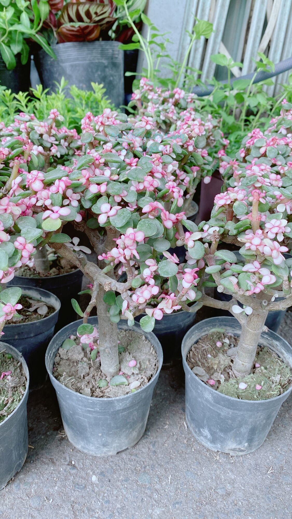 Cành Vàng Lá Ngọc (sen dola)