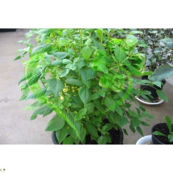 Hạt giống rau kinh giới - gói 1g